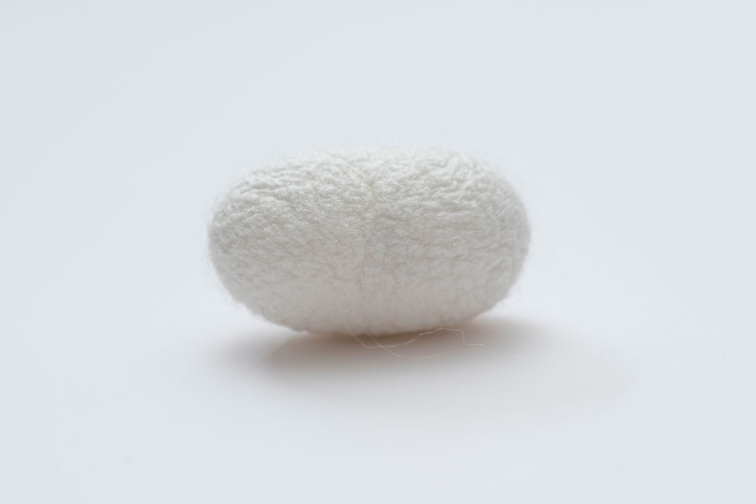 El capoll blanc d'una eruga sobre un fons blanc