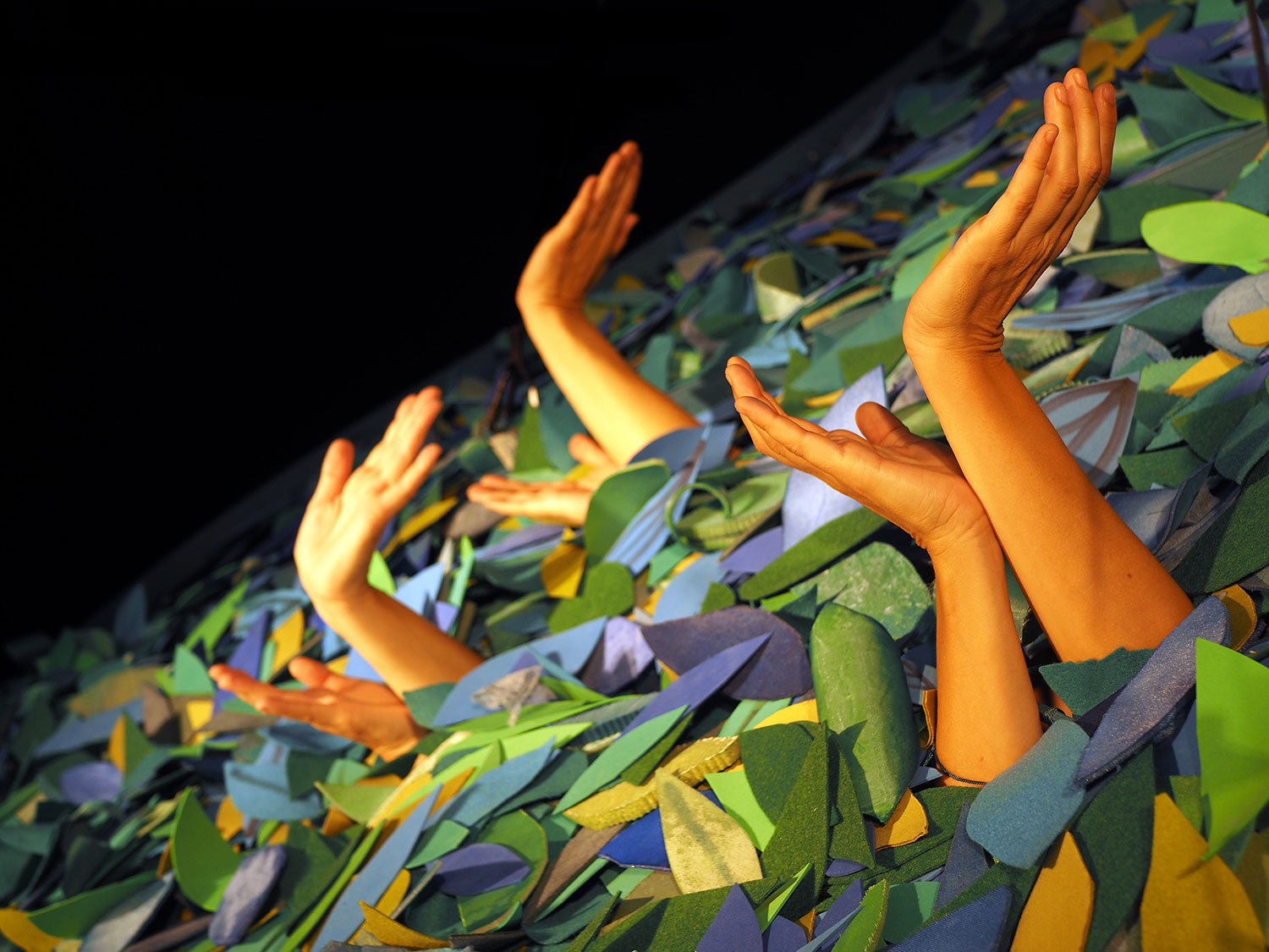 Sotabosc | © Eli Guasch